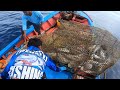 Lift the sea fish trap || didn't expect to get so many big fish