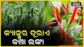 କ୍ୟାନ୍ସର ଭଳି ରୋଗକୁ ଦୂର କରେ କଞ୍ଚା ଲଙ୍କା ,ଜାଣନ୍ତୁ ଏହାର ଉପକାରିତା