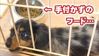 あんまり食べなかった子犬が、2週間経った結果...