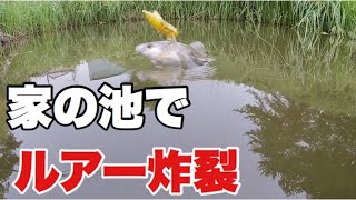 家の池でトラウトを虫ルアーで誘ってみた。岩魚、山女魚、エリアトラウトのトップルアーの釣り方。Predation of the water surface of fish