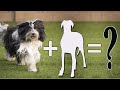 8 Most Popular Tibetan Terrier Mixes | Tibetan Terrier Cross breeds