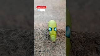 😊🐛🦋 #shorts கம்பளி பூச்சி இருந்தா பட்டாம்பூச்சியாய் மாற்றலாம் #trending #viral #shortvideo #love ✨🤪🤣