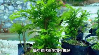 种植红豆杉需细致管理