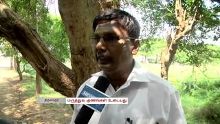 Kodukapuli trees are a depleting lot | Tamil Nadu | News7 Tamil |