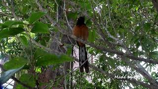 白腰鵲鴝的美妙歌聲 / White-rumped Shama's Wonderful Singing