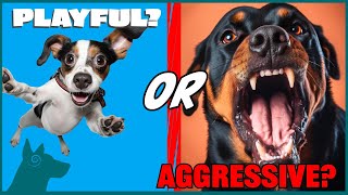 How To Tell if Your Dog is Aggressive or Playful?