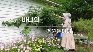 알리움구근 캐서 보관해요/바베큐장 잔디 뒤엎었어요/ 1월 파종이들이 마구마구 꽃폈어요    # 디기탈리스#루피너스#비올라#에키네시아#마가렛# 미니백일홍