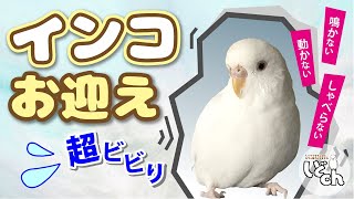 『新しい家族』我が家にインコがやって来た【セキセイインコ】