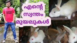 എന്റെ മുയൽ വിശേഷങ്ങൾ /Rabbitfarm /എങ്ങനെ മുയൽ വളർത്താം /my experience /@aneeshsamples