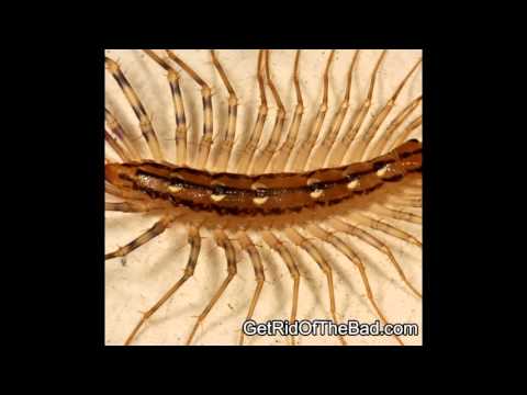 HOW TO - Get rid of Centipedes in your house HOW TO - Get rid of Centipedes in your house