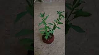 kallurukki in home garden - Scoparia Dulcis, siddha - kidneystone, diabete, hypertension, hemorrhoid