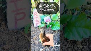 RIP 🪦 Cute Birds Funeral 😔 #rip #shorts #birds