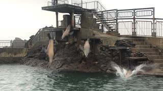 20221113:今日のおたる水族館