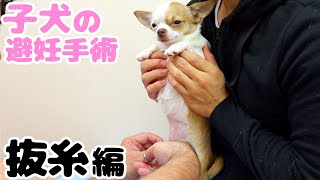 子犬チワワの避妊手術から1週間、抜糸をしてきました