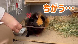 嫌いなおやつが出されて眉間のシワが止まらないモルモットもるちゃん