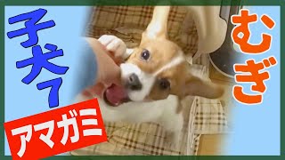 【わんこ】ジャックラッセルテリアの子犬、むぎは5分じゃ全然遊び足りない【子犬動画】