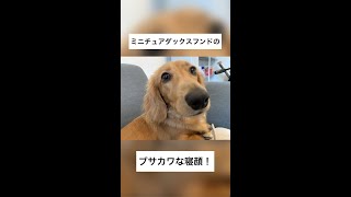 Cugly Dog!!! 【Daily life in Japan】