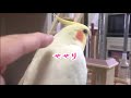 触り放題のオカメはコレだ❣️cockatiel【オカメインコのきなこ】