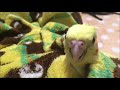 触り放題のオカメはコレだ❣️cockatiel【オカメインコのきなこ】