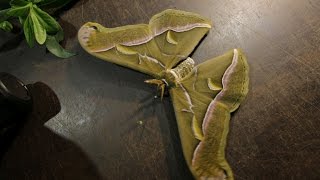 Samia cynthia - first silkmoth eclosed