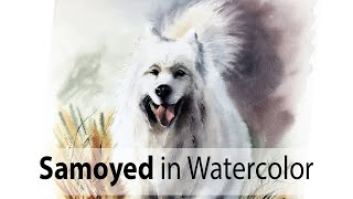 Samoyed, white dog in watercolor. White fur realistic painting