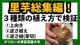 里芋　３種類の植え方（上向き、逆さ植え、逆さ植え（芽切））で収穫に変化があるか？！植え方～結果まで　総集編動画[家庭菜園]　里いも、里イモ、さといも