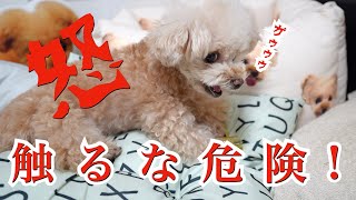 【閲覧注意】可愛い小型犬だと思ってたのに・・・【トイプードル】