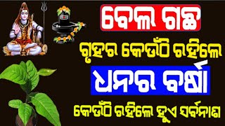 ବେଲ ଗଛ ଗୃହରେ ଏହି ସ୍ଥାନରେ ଲଗାନ୍ତୁ ହୋଇଯିବେ କୋଟିପତି ଏବଂ ଏହି ଜାଗାରେ ଥିଲେ ହୋଇଯିବେ ଭିକାରୀ ! odia life