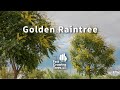 Golden Raintree | FastGrowingTrees.com