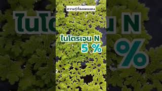 แบ่งปันความรู้เรื่อง #แหนแดง #ปุ๋ยพืชสด #แหนแดงไมโครฟิลล่า #แหนแดงปุ๋ย #สาหร่ายสีเขียวแกมน้ำเงิน