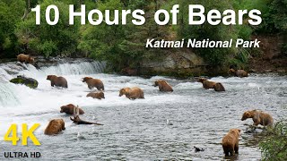 Over 10 Hours of Brown Bears In 4k High Definition -  for Dogs, Cats, Pets, and