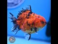 Shogun Tiger YuanBao Oranda 3.5in Body (240802_OR15)