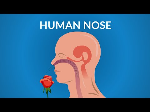 What are the 3 functions of the nose?