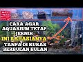 CARA AGAR AQUARIUM TETAP JERNIH TAPA DI KURAS INI RAHASIA NYA cara mengatasi akuarium biar cepat