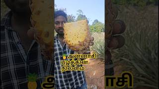 அன்னாசி பழத்தின் நிலமை🍍