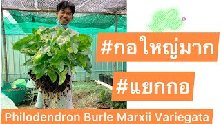 แยกกอ ฟิโลเขียวด่าง (Philodendron Burle Marxii Variegata )