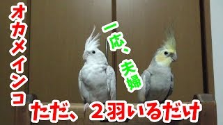 オカメインコ　２羽いるだけ