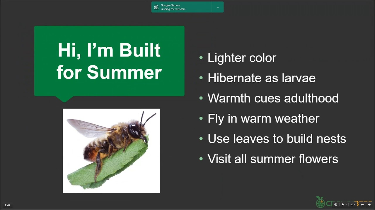 How To Raise Leafcutter Bees Webinar With Dave Hunter - YouTube