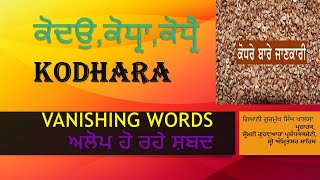 VANISHING WORDS | ਕੋਦਉ,ਕੋਧ੍ਰਾ,ਕੋਧ੍ਰੈ । ਅਲੋਪ ਹੋ ਰਹੇ ਸ਼ਬਦ