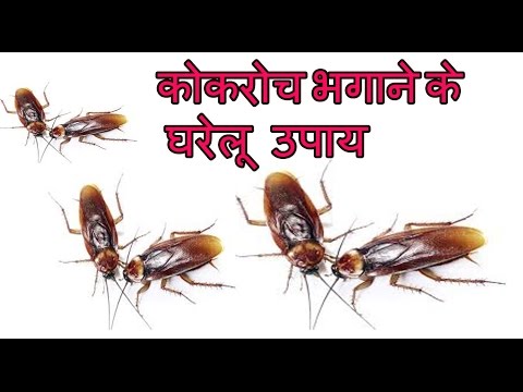 कोकरोच भगाने के घरेलू उपाय |Home Remedies To Get Rid Of Cockroaches from kitchen,