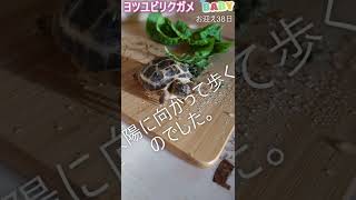 お迎え３8目♪ヨツユビリクガメの毎日成長記録です。エサより太陽という日常。