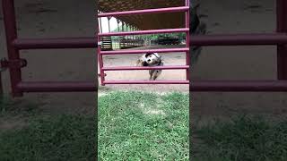 Dog Does AMAZING Jump Through Gate! #Dogs #Shorts