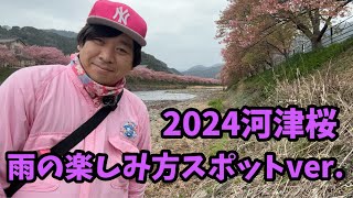 【2024河津桜まつり】2.21 雨の日はここがおすすめ　河津カーネーション見本園　河津櫻　ライブカメラ