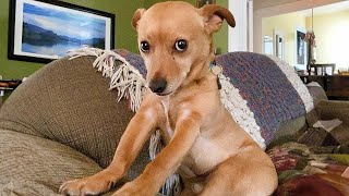 This FUNNY PUPPY Will Turn Your Day Around 😁 Funniest Animal s