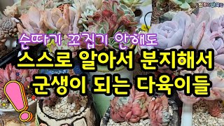 다육이 분지로 군생이 되는 다육이종류🌺순따기 꼬집기 안해도 다육이 스스로 알아서 해요~ㅎ👌