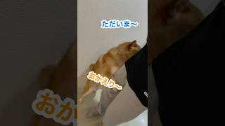 【ちゃちゃ丸】飼い主の帰宅を心待ちにしてた柴犬 #shorts