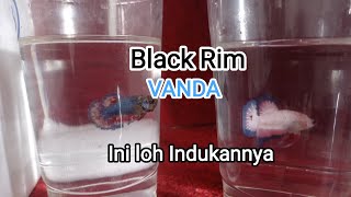 Burayak cupang black rim vanda. @124bettafish