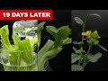 Lettuce Greens Growing Back 19 Days Time Lapse