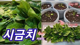 Raising spinach from seeds to harvest at home. #Spinach #SpinachCooking