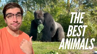 Hanging out with the Gorillas at Animal Kingdom!